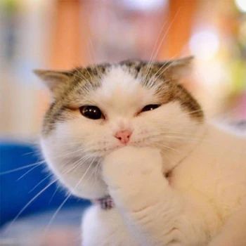 Speciali purškimo katė ringworm odos liga, be to, kad katė moss 120ml skersmens kitty cat naminių reikmenys purškimo niežulys