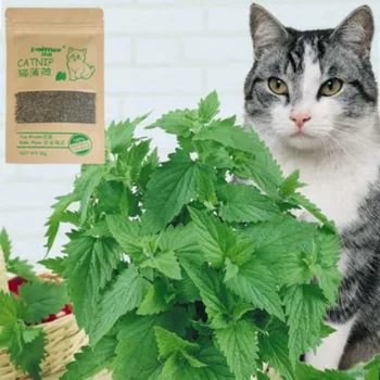 Gamtos Katžolių Premium Cat Katžolių Žaislai, Mentolis, Organinių Funny Cat Žaislai Skonio Galvijų Žolės Užkandžiai Katžolių Naminių Reikmenys Kačiukas Pet - 