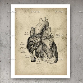Šiaurės Derliaus Širdies Anatomijos Plakatas Kardiologijos Modulinės Nuotrauką Sienos Meno, Medicinos, Meno Klinika Dekoro SurgeonGift Gydytojas Biuro Dekoras - 