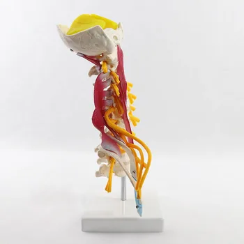 1:1 Gyvenimo Dydis Gimdos Kaklelio Stuburo Slankstelių Kūno, Gimdos Kaklelio Stuburo Nervų Modelio Žmogaus Anatomija Nugaros Smegenų Kaklo Slankstelių Sketelon - 