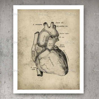 Šiaurės Derliaus Širdies Anatomijos Plakatas Kardiologijos Modulinės Nuotrauką Sienos Meno, Medicinos, Meno Klinika Dekoro SurgeonGift Gydytojas Biuro Dekoras - 