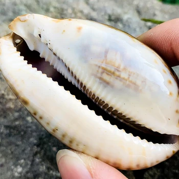 4-6cm Gamtos Myli Seashell Raižyti Sraigių Kiautais Papuošalai Priėmimo Aquarium Paplūdimys Vestuvių Pakrančių Laivybos Namų Dekoro Amatų - 