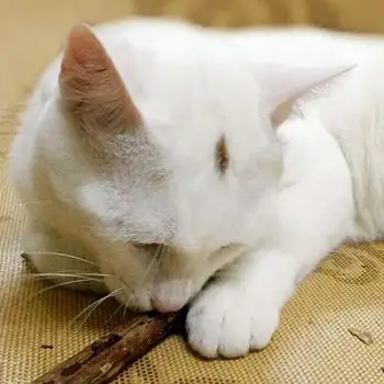 Gamtos Silvervine Stick Dantų Valymas Katžolių Stick Kūrybos Pet Kačiukas Kramtyti žaislas katė katžolių žaislai herbe pokalbių Katė Prekes - 