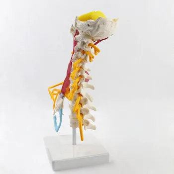 1:1 Gyvenimo Dydis Gimdos Kaklelio Stuburo Slankstelių Kūno, Gimdos Kaklelio Stuburo Nervų Modelio Žmogaus Anatomija Nugaros Smegenų Kaklo Slankstelių Sketelon - 
